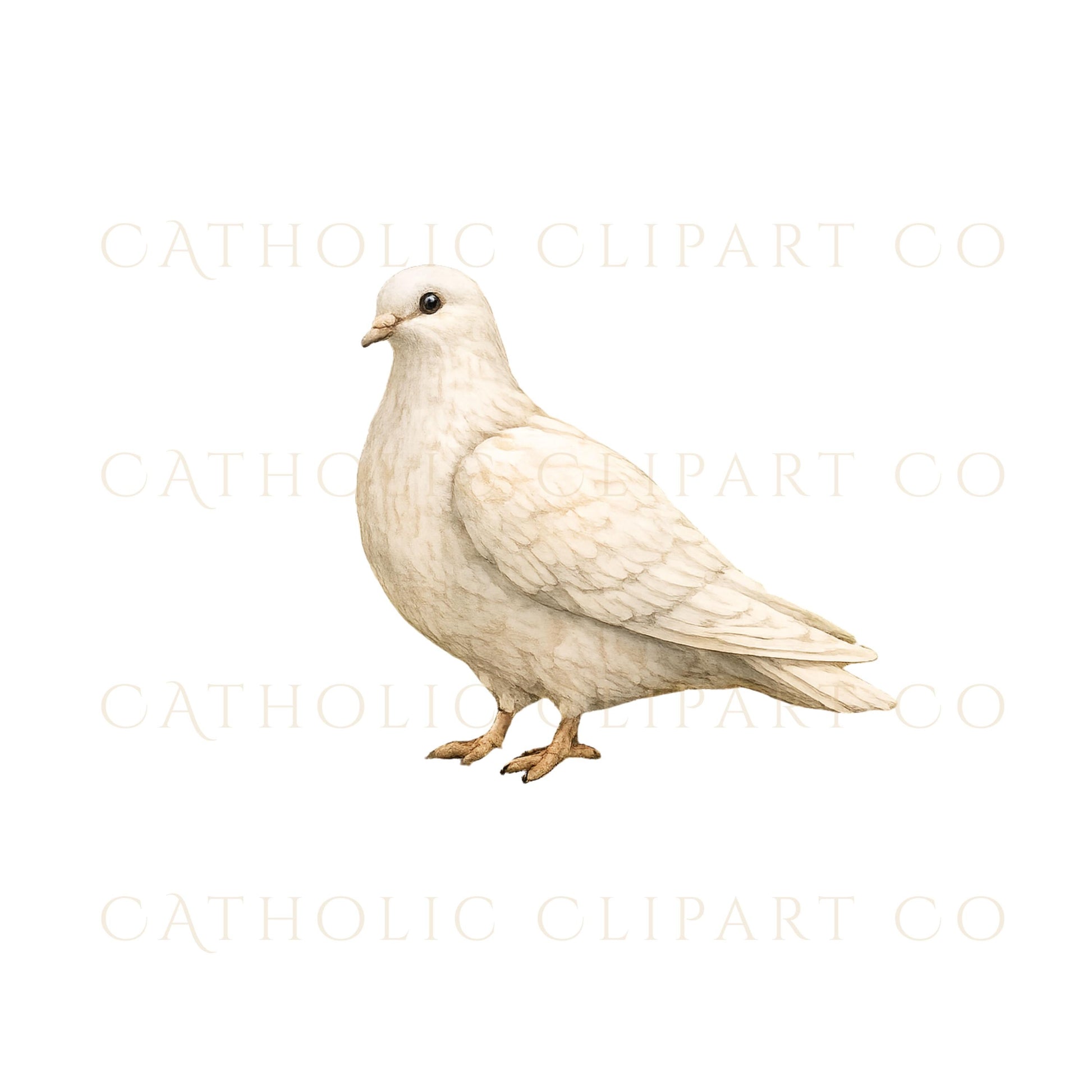 St. Francis watercolor illustration with birds, religious PNG clipart / Ilustración en acuarela de San Francisco con aves, clipart religioso PNG